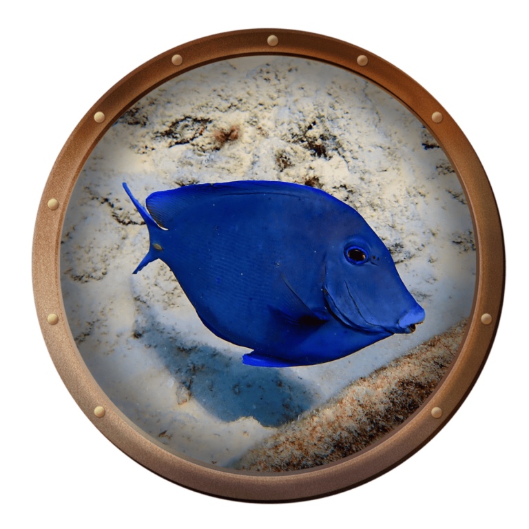 Atlantic blue tangs have 14 upper and 16 lower teeth well adapted for scraping, nipping, and pulling algae off the reef.