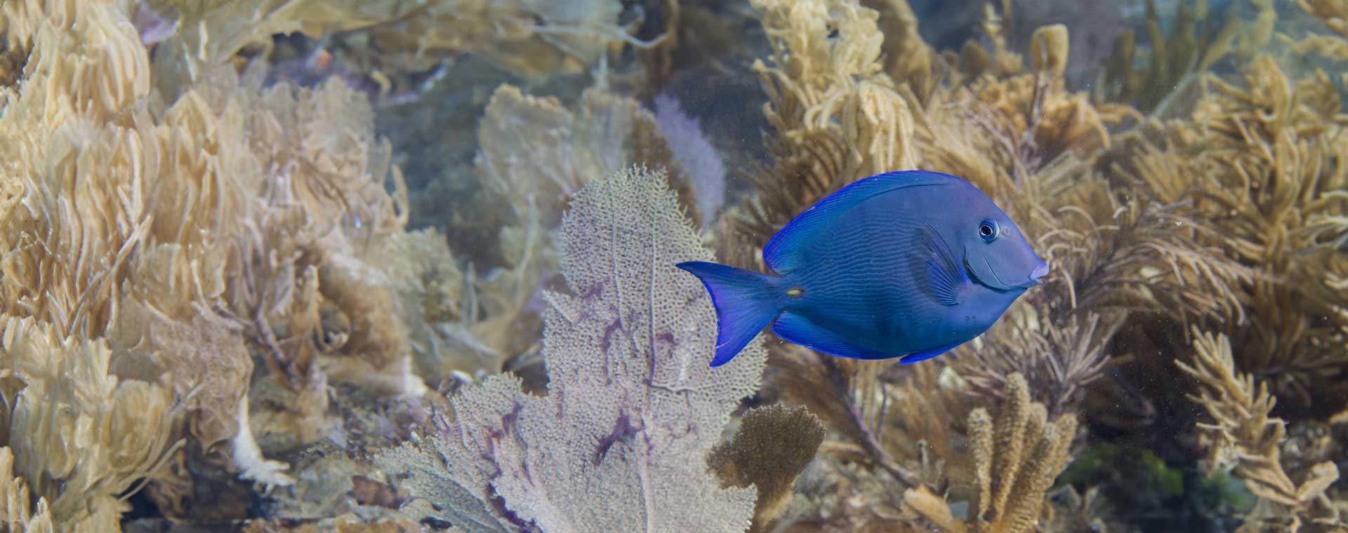 Blue Tang image
