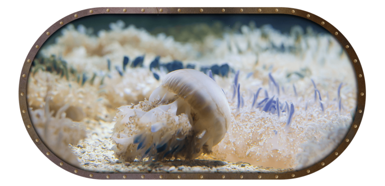 Upside-down jellyfish, Cassiopea xamachana, resting on the seafloor with tentacles oriented to the sun