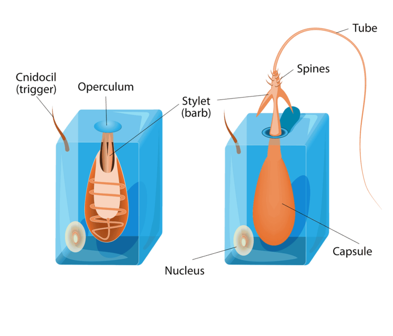 Diagram of a cnidocyte, the stinging cell of jellyfish and other cnidarians