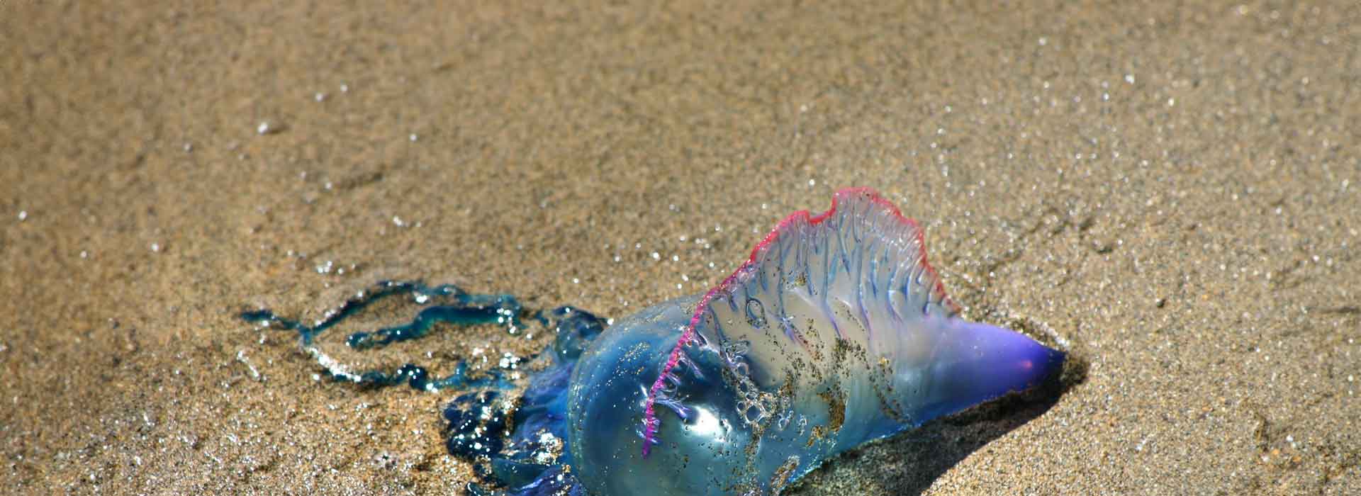 A Portuguese man o’ war washed up on the beach after a storm.