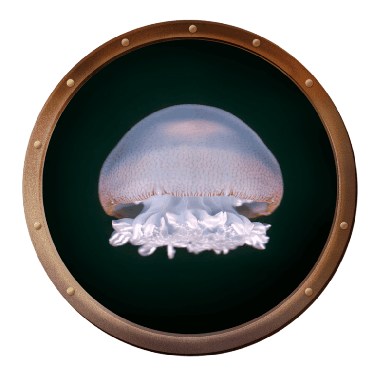 Cannonball jellyfish, Stomolophus meleagris