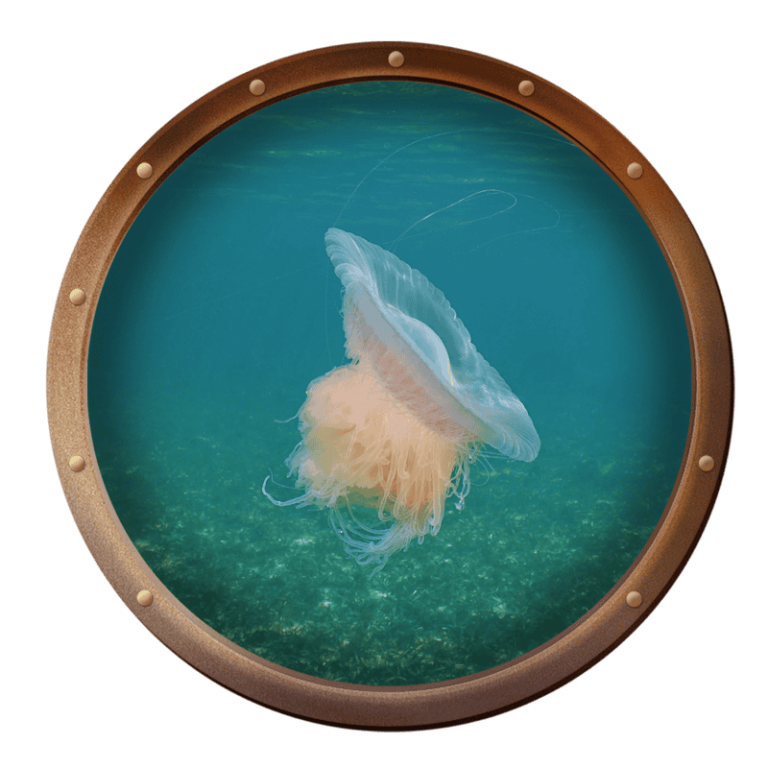 Pink meanie jellyfish, Drymonema larsoni
