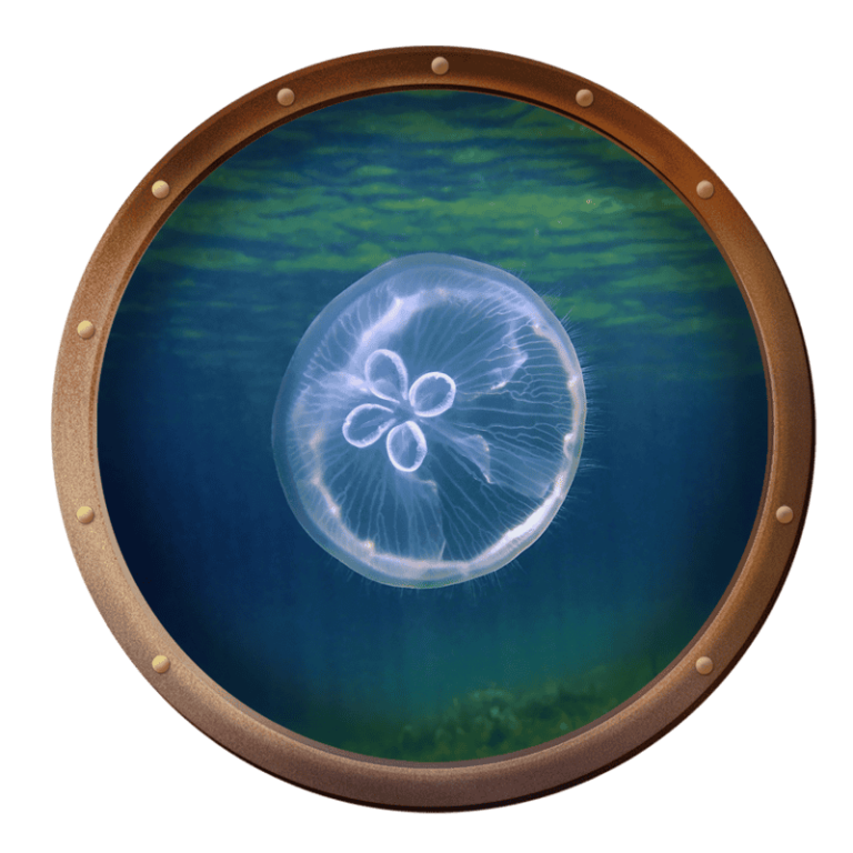 Moon jellyfish, Aurelia aurita, over a seagrass bed