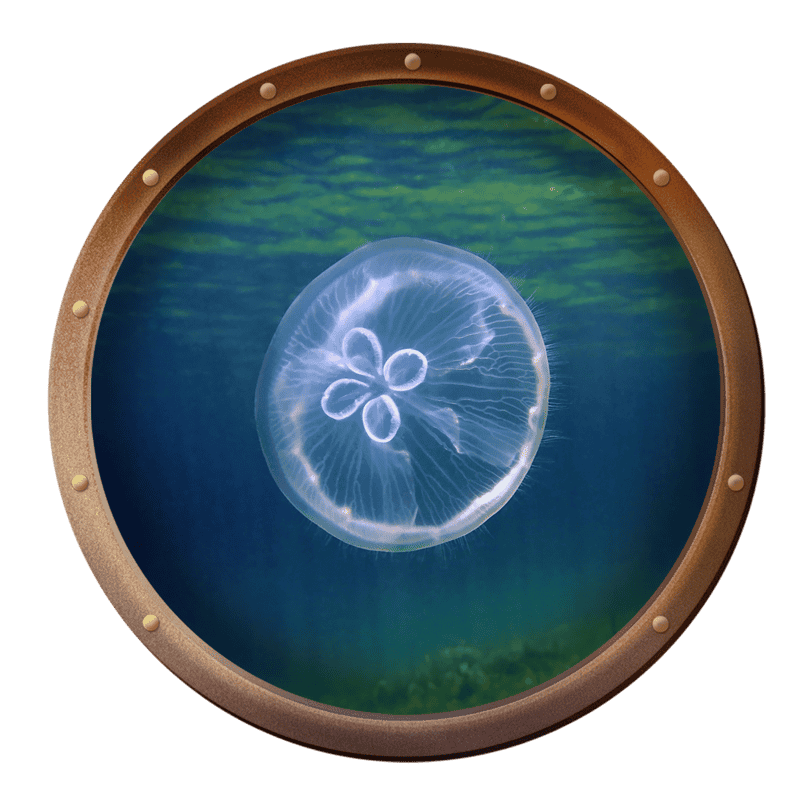 Everything To Know About Jellyfish In The Florida Keys