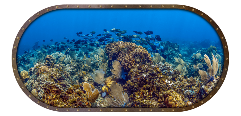 Mixed school of tang species including Atlantic blue tangs, doctorfish, and ocean surgeonfish