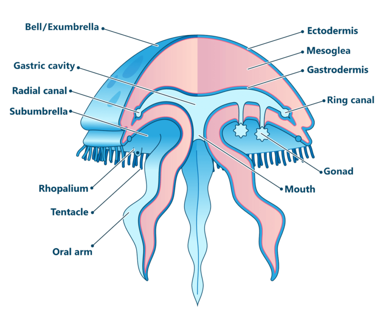 Diagram of general jellyfish anatomy