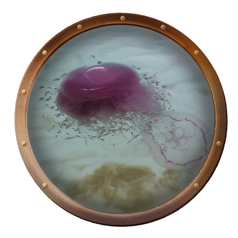 A pink meanie jellyfish, Drymonema larsoni, captures and consumes a moon jellyfish, Aurelia aurita.