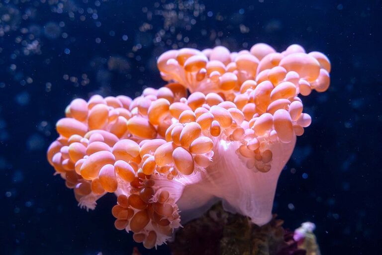 Key West Aquarium coral tank