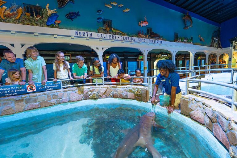 Key West Aquarium shark feeding