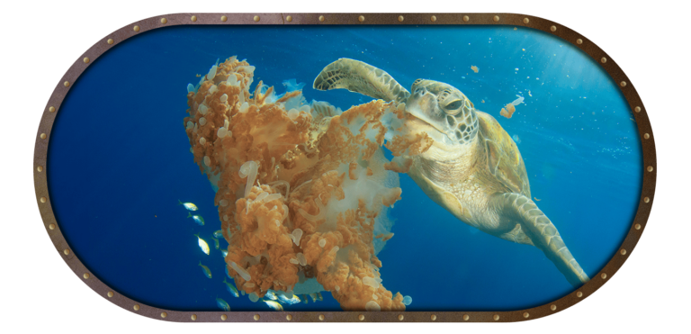 Green sea turtle, Chelonia mydas, feeding on a jellyfish