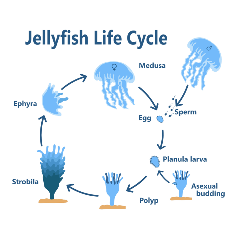 Jellyfish life cycle