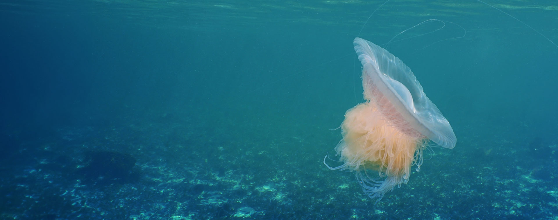 Jellyfish image