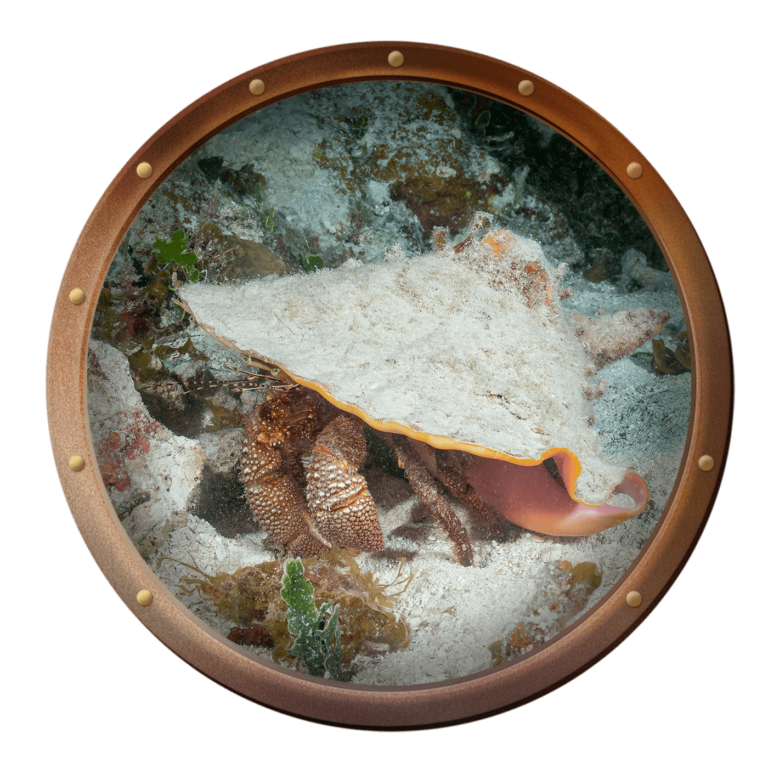 Giant hermit crab, Petrochirus diogenes, inhabiting a queen conch shell