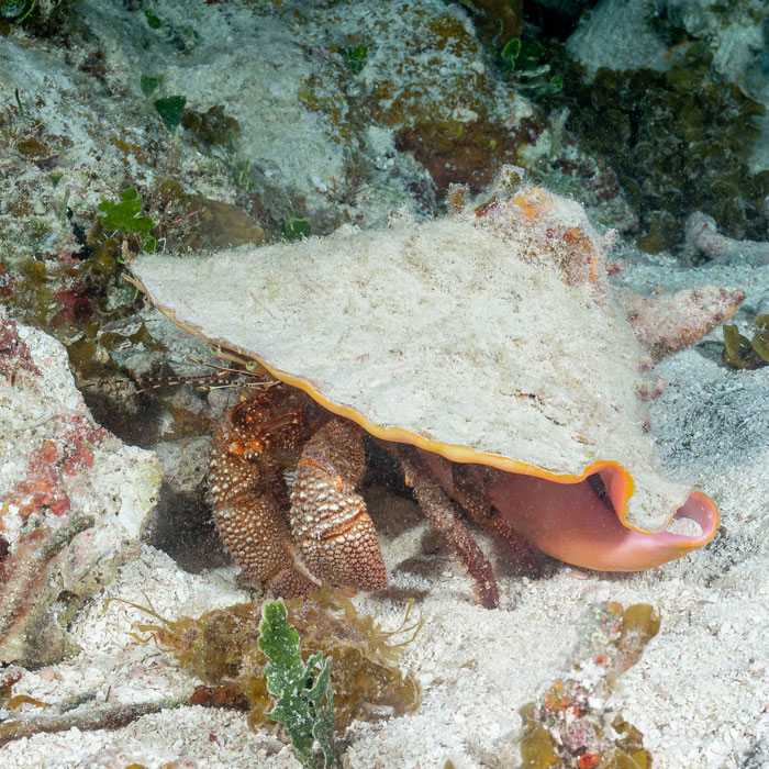 Giant hermit crab, Petrochirus diogenes, inhabiting a queen conch shell