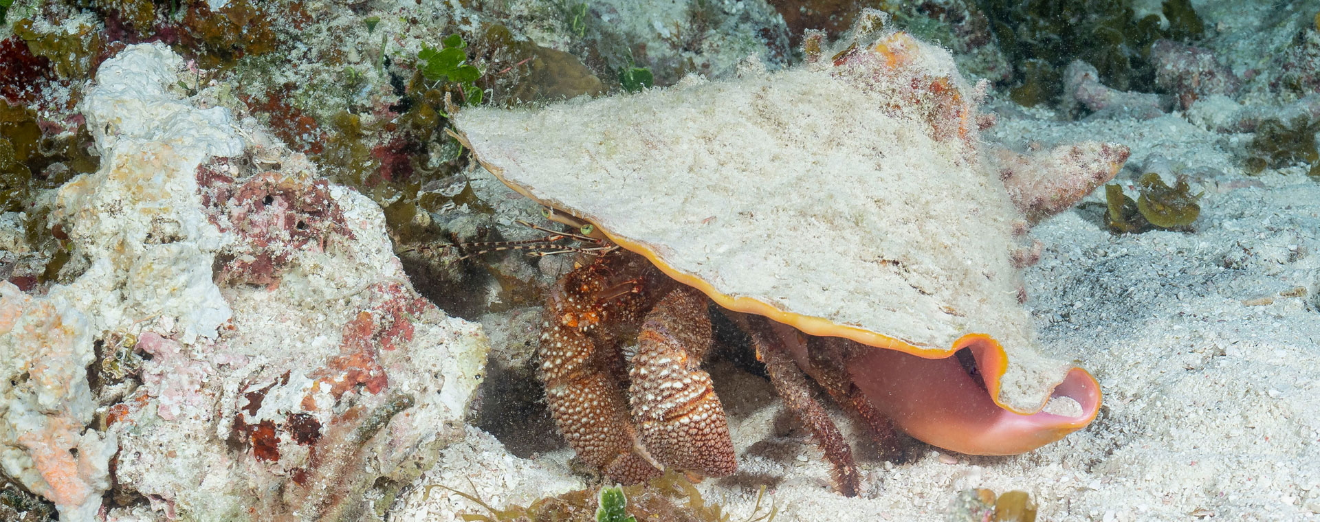 Hermit Crabs image