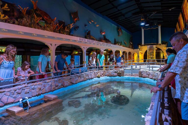 guests at Key West Aquarium shark exhibit