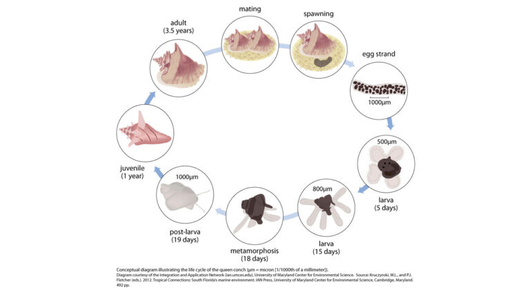 life cycle of a conch