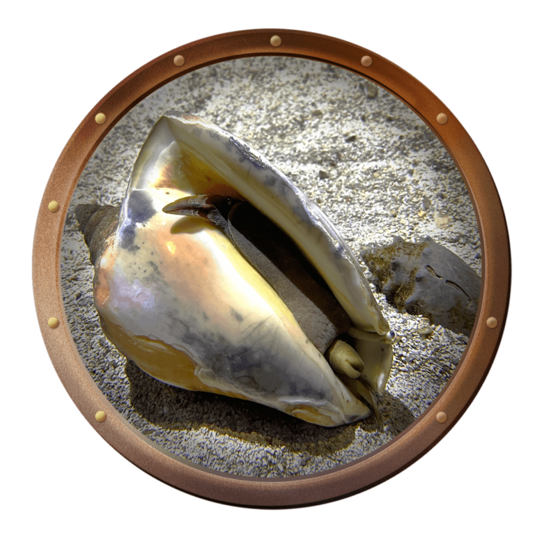 milk conch shell