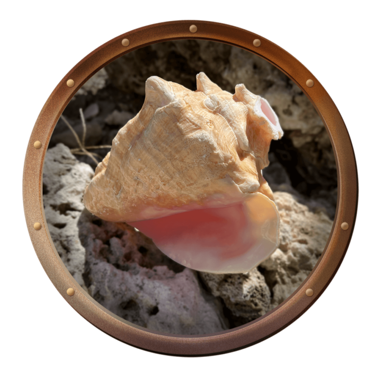 the queen conch shell