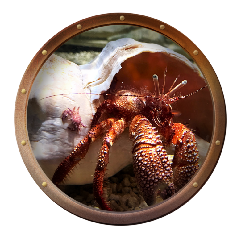 Spotted porcelain crab, Porcellana sayana, on the shell of a giant hermit crab, Petrochirus diogenes, at the Key West Aquarium
