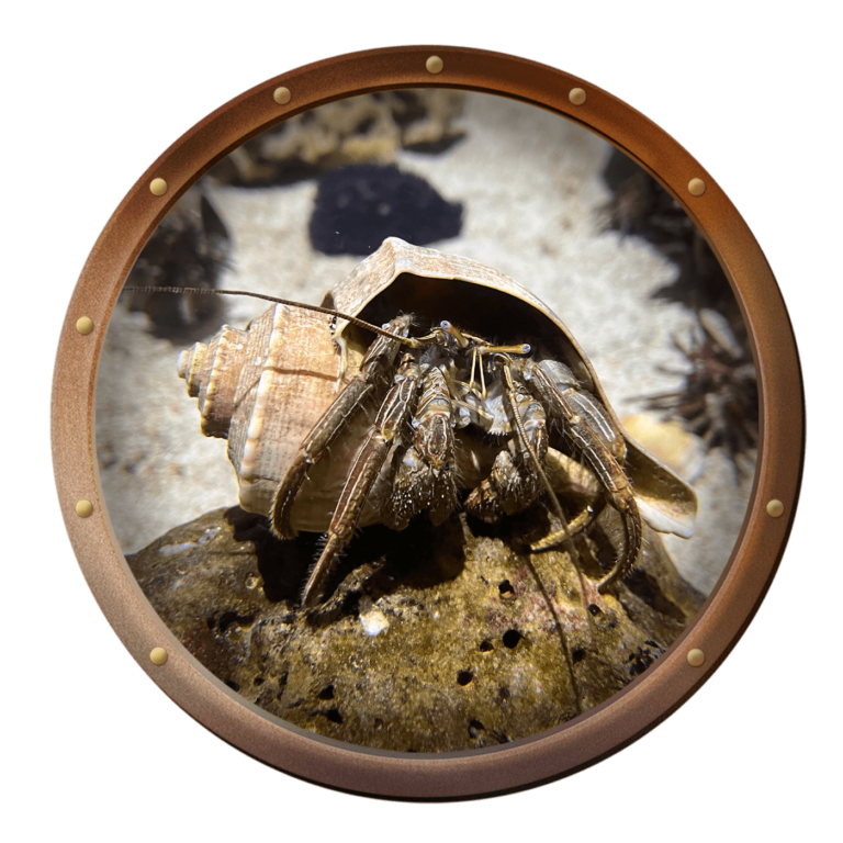 Thinstripe hHermit crab, Clibanarius vittatus, in the Touch Tank at the Key West Aquarium