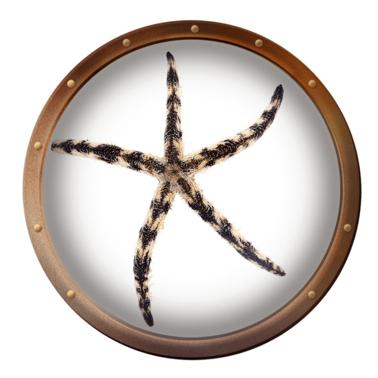 banded sea star