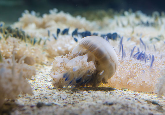 cassiopea jellyfish