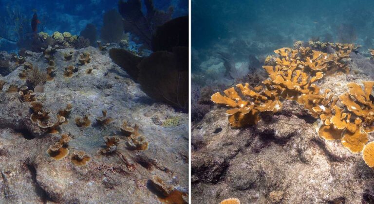 coral reef in the florida keys