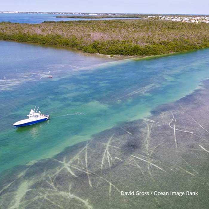 seagrass conservation in the florida keys