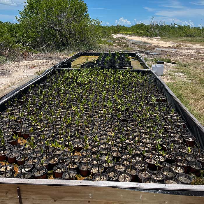 mangroves growing in the florida keys