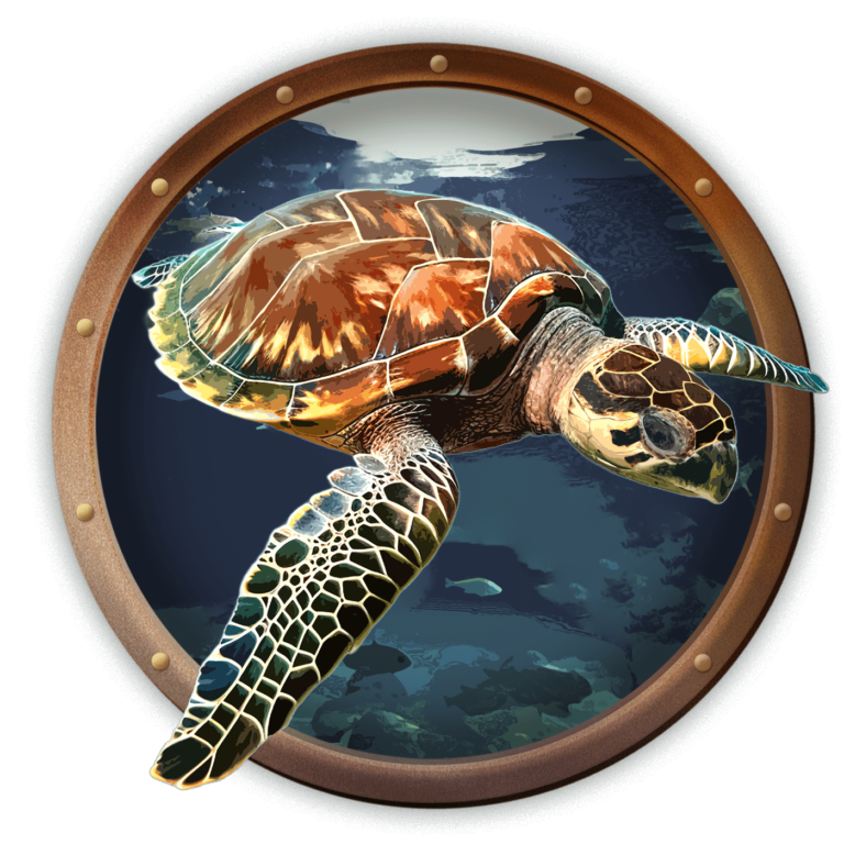 hector the sea turtle illustration