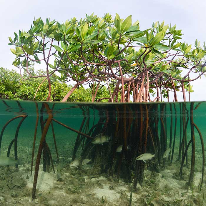 mangroves in key west