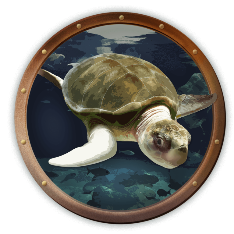 Lola the sea turtle illustration