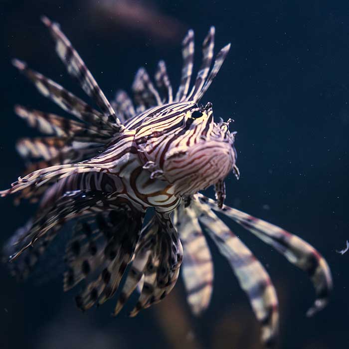 red lion fish in the florida keys