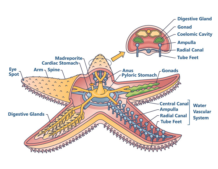 anatomy of a sea star diagram