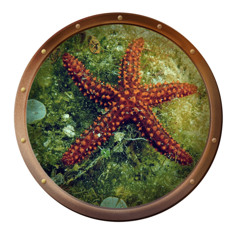 conical spined sea star