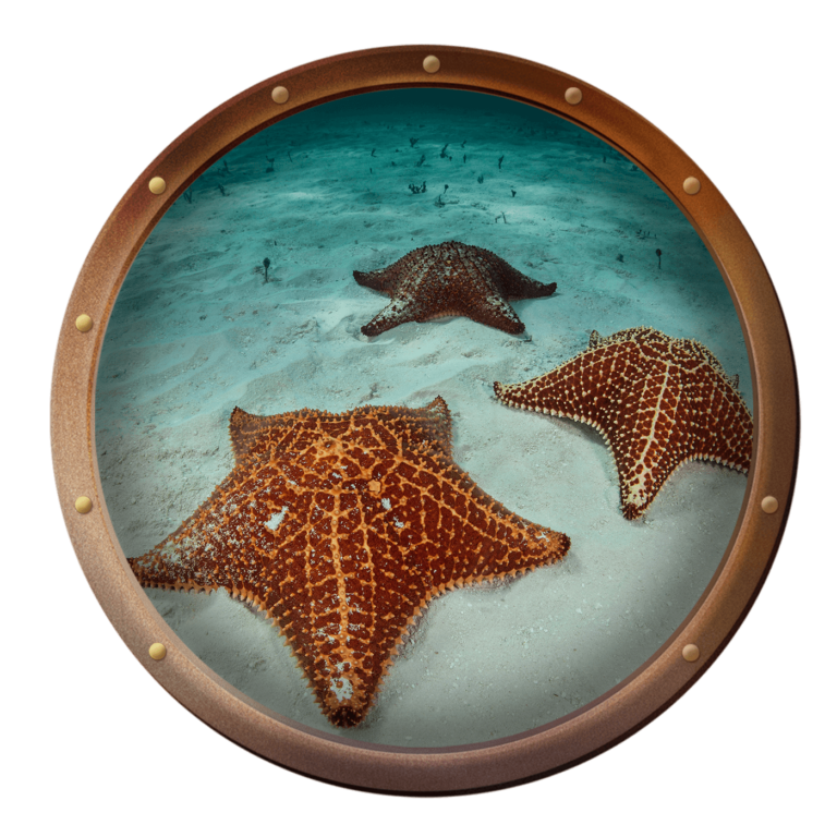 bahama sea star in the ocean