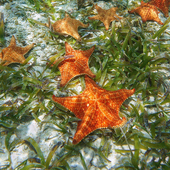 sea stars in the florida keys