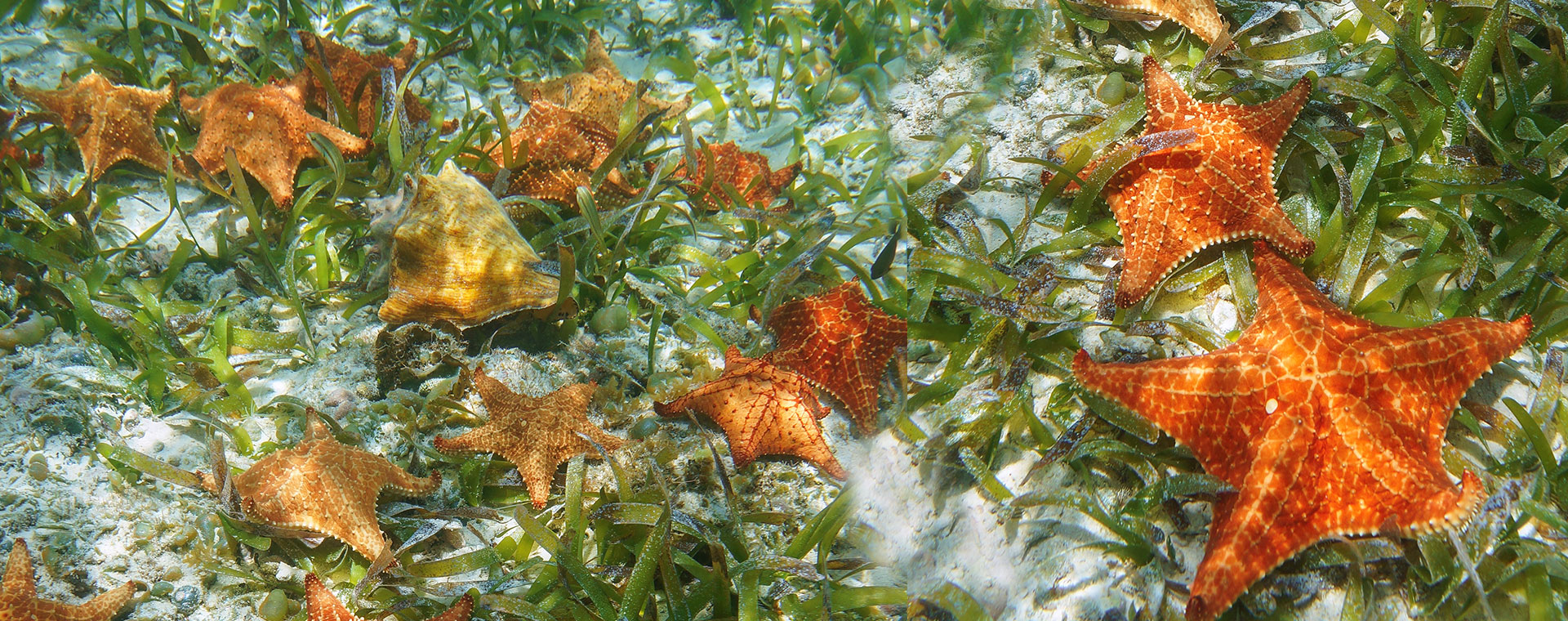 Sea Stars image