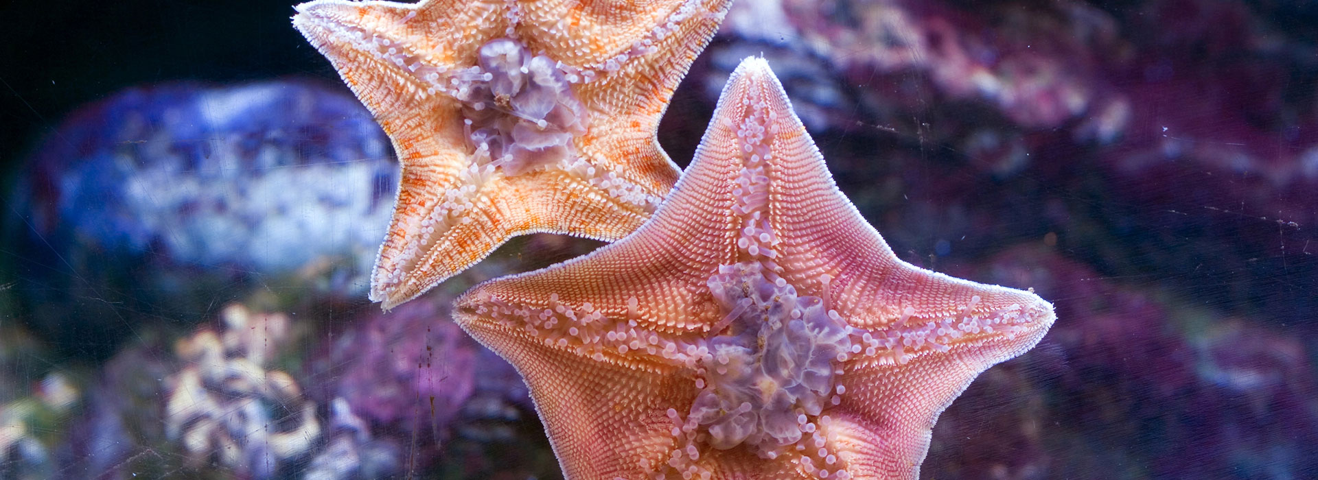 sea stars in the ocean