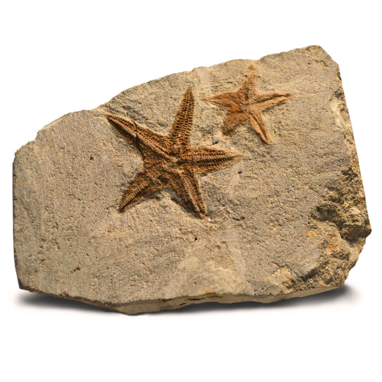 sea stars imprint on a rock