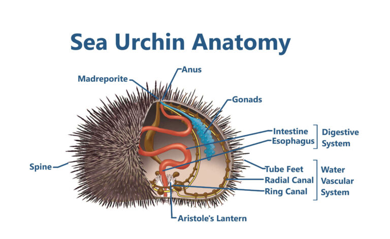 sea urchin anatomy