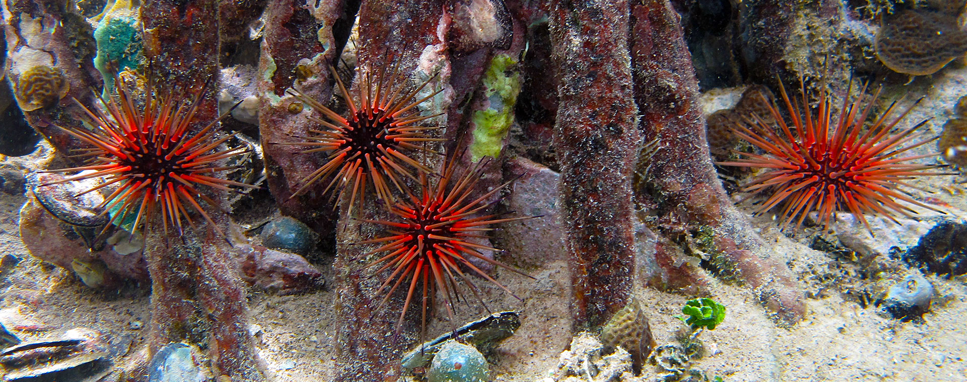 Sea Urchins image
