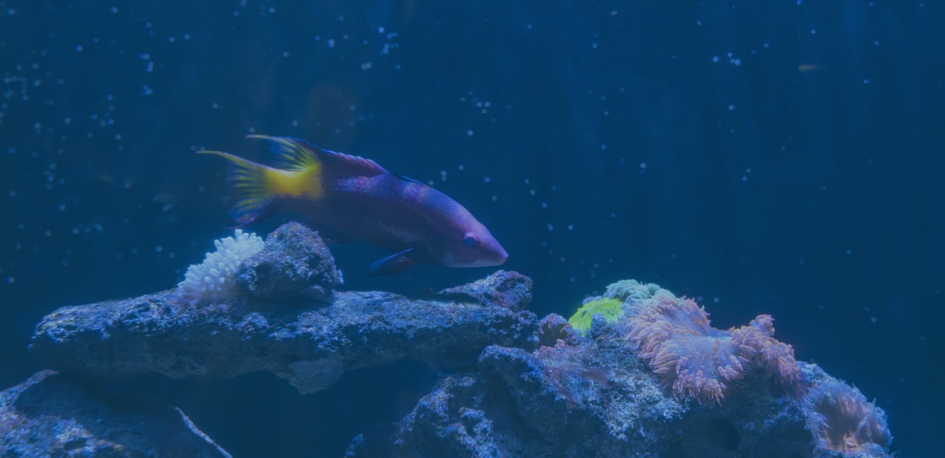 fish swimming in the coral reef in key west