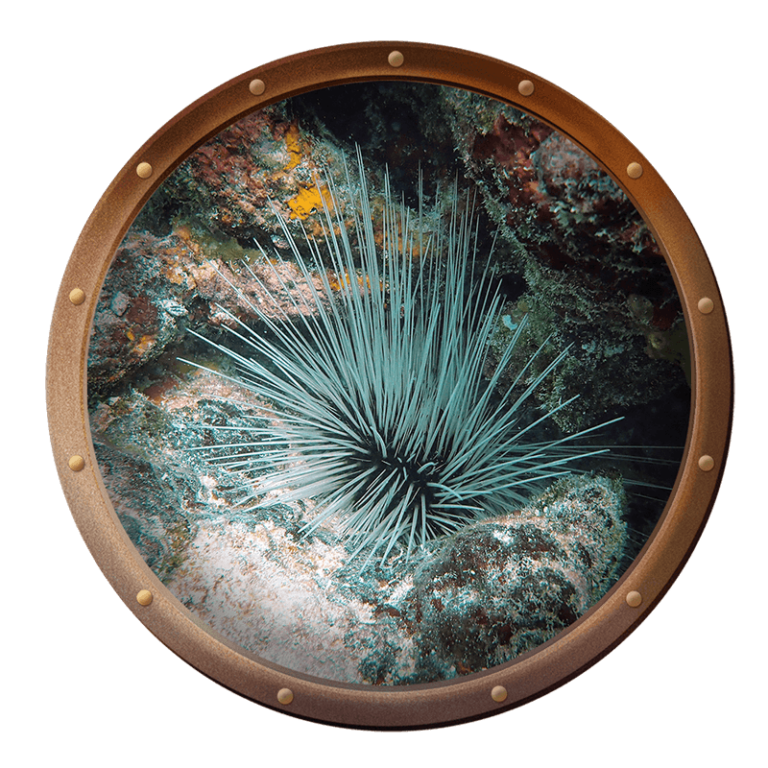 long spined sea urchin