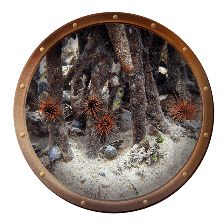 reef urchin