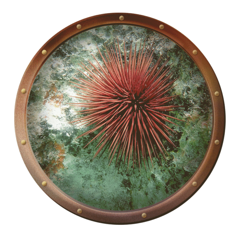 rock boring urchin
