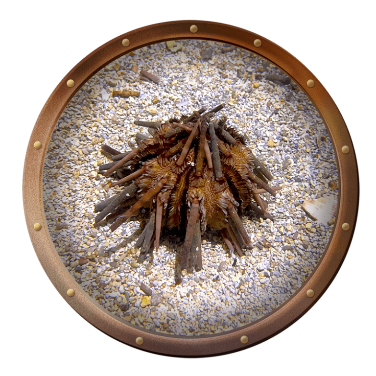 Slate pencil urchin