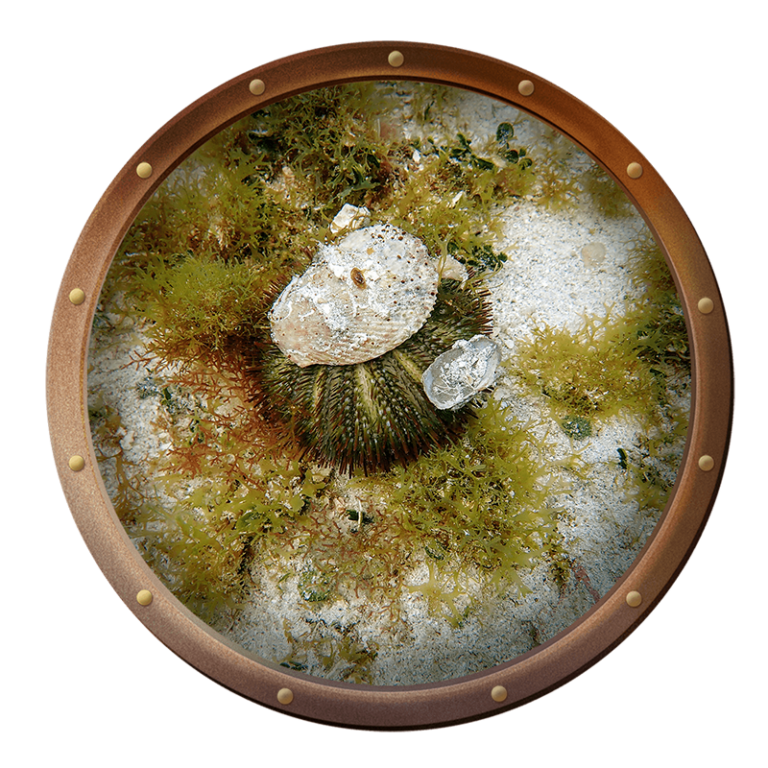 Variegated urchin